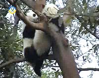 朝晖文学社采风熊猫基地