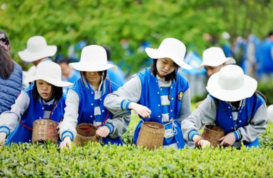 绿野寻踪,沉醉茶香——2026年春季茶文化研学实践活动